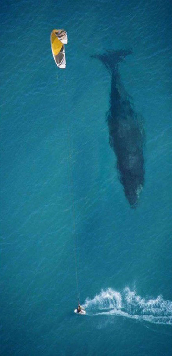 进入浅海的鲸鱼与冲浪者相遇高清手机壁纸