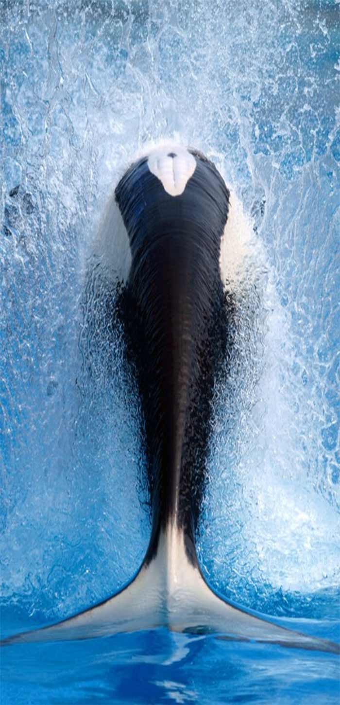 唯美鲸鱼尾巴卷起水浪高清手机壁纸