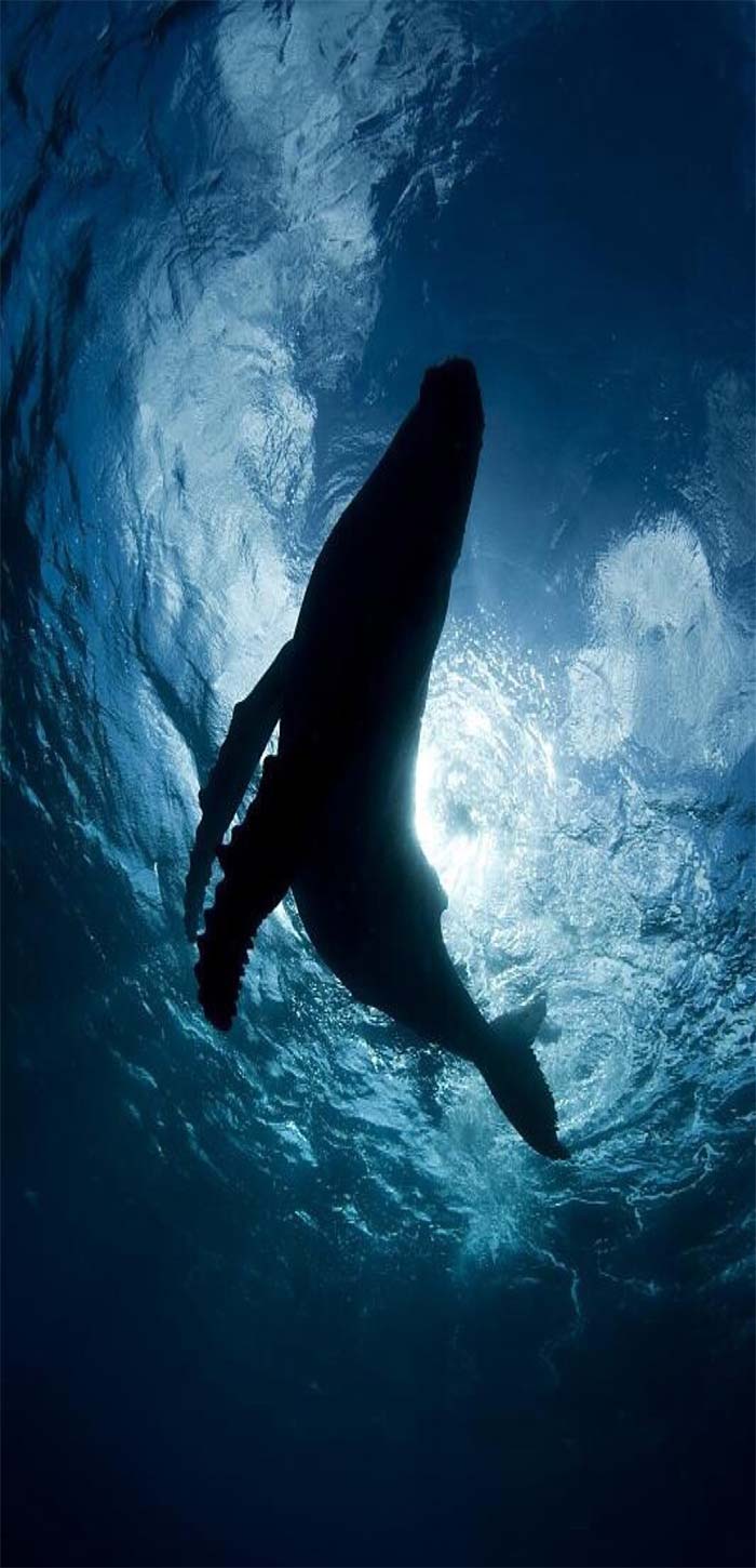 水中嬉闹的鲸鱼高清手机壁纸