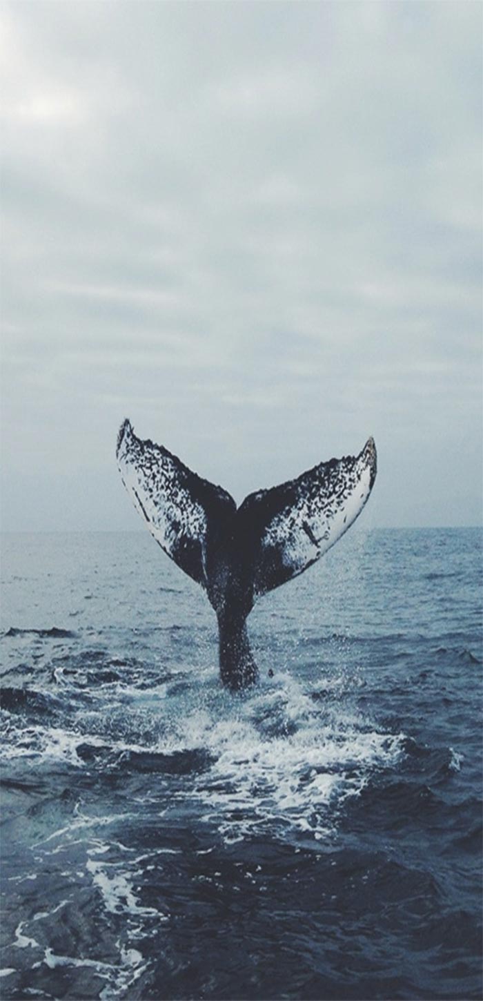 鲸鱼尾巴唯美高清手机壁纸图片