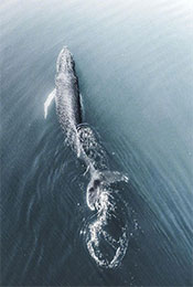 鲸鱼水面换气高清
