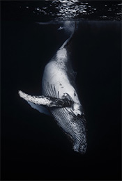鲸鱼黑白高清手机