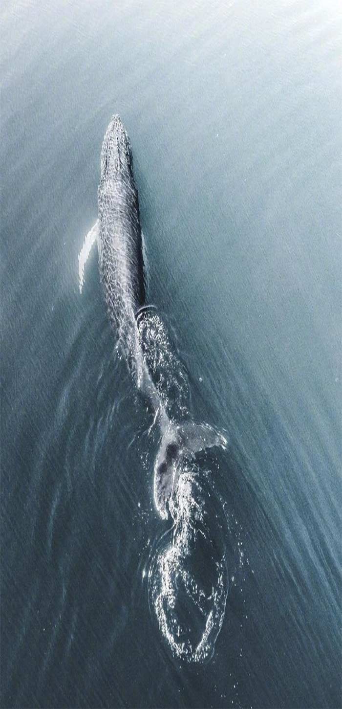 鲸鱼水面换气高清手机壁纸