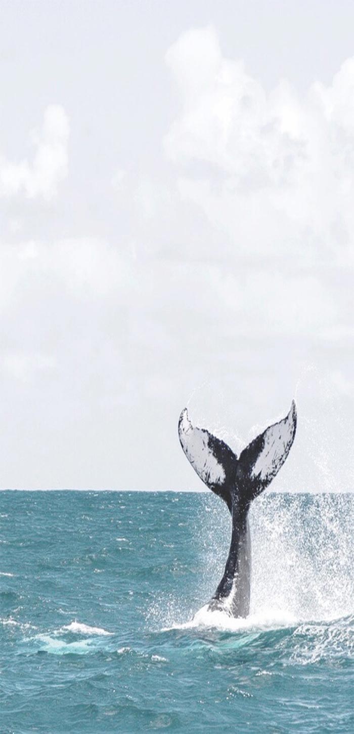鲸鱼尾巴卷起水浪高清手机壁纸