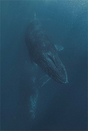 深海中的鲸鱼高清手机壁纸