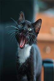 可爱纯黑猫张嘴超清手机壁纸图片