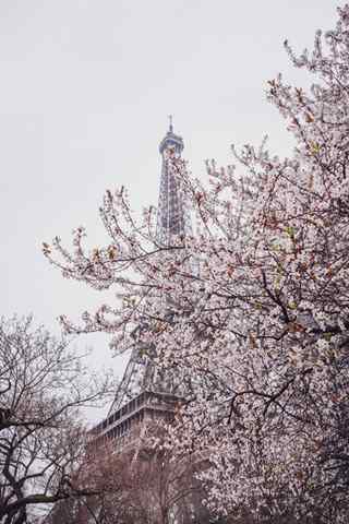法国浪漫樱花与埃菲尔铁塔手机壁纸