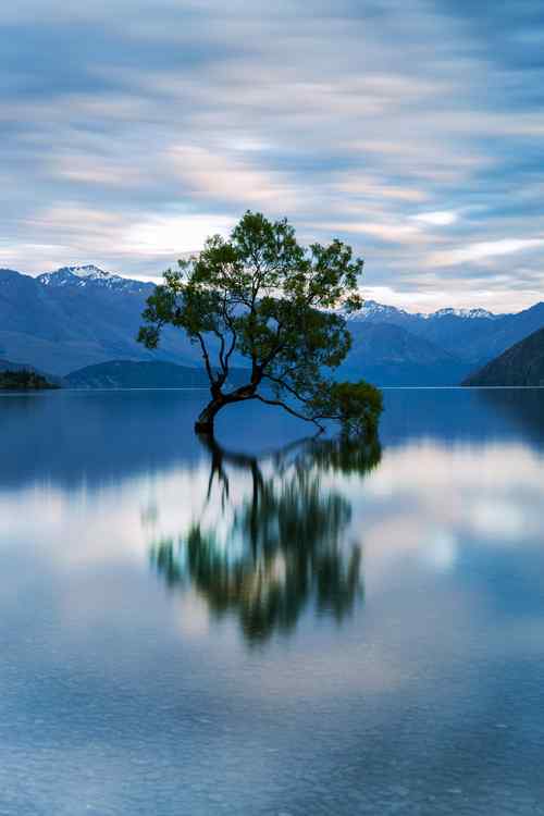 新西兰南岛上孤独的树手机壁纸