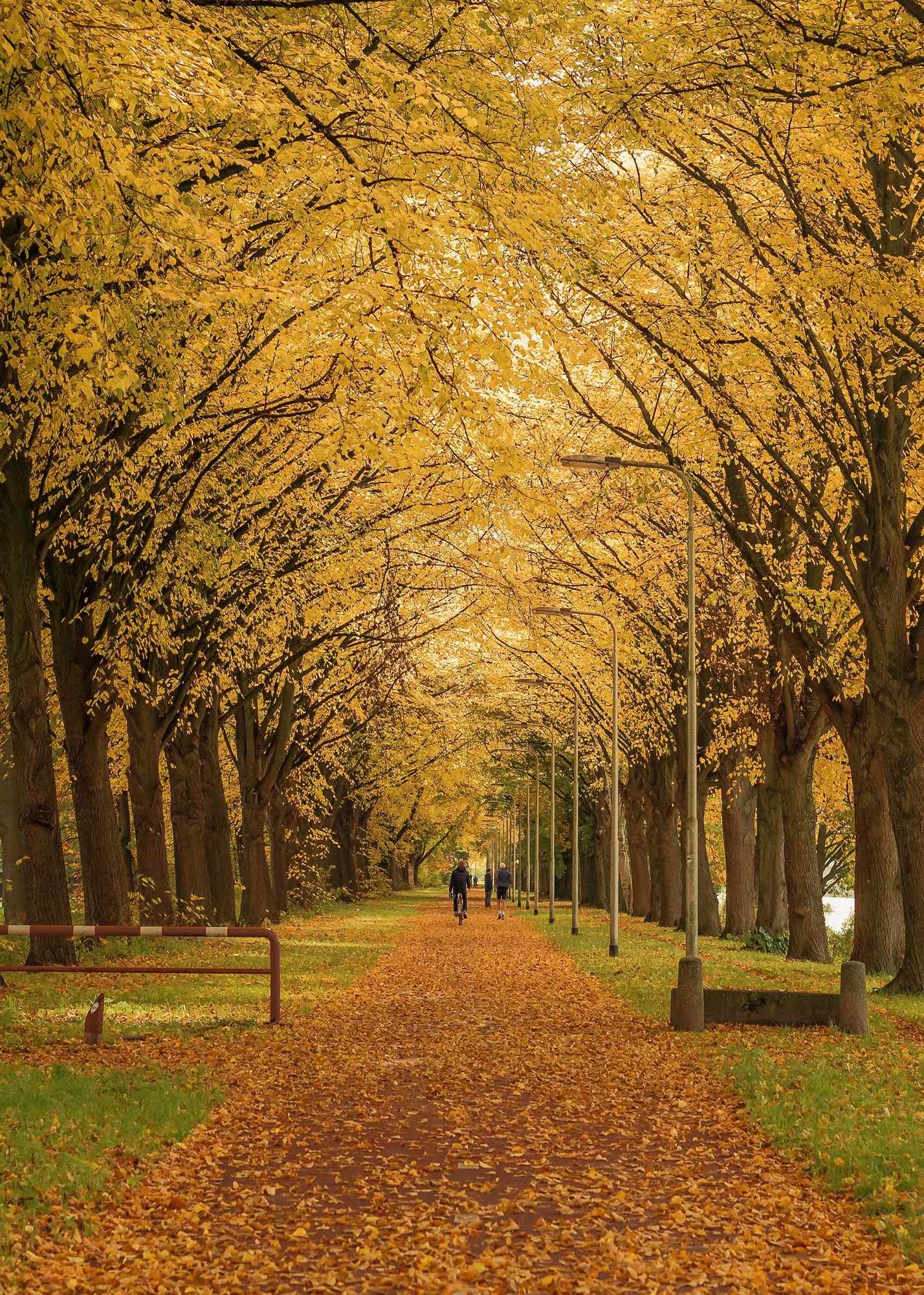 荷兰的唯美秋天风景手机壁纸