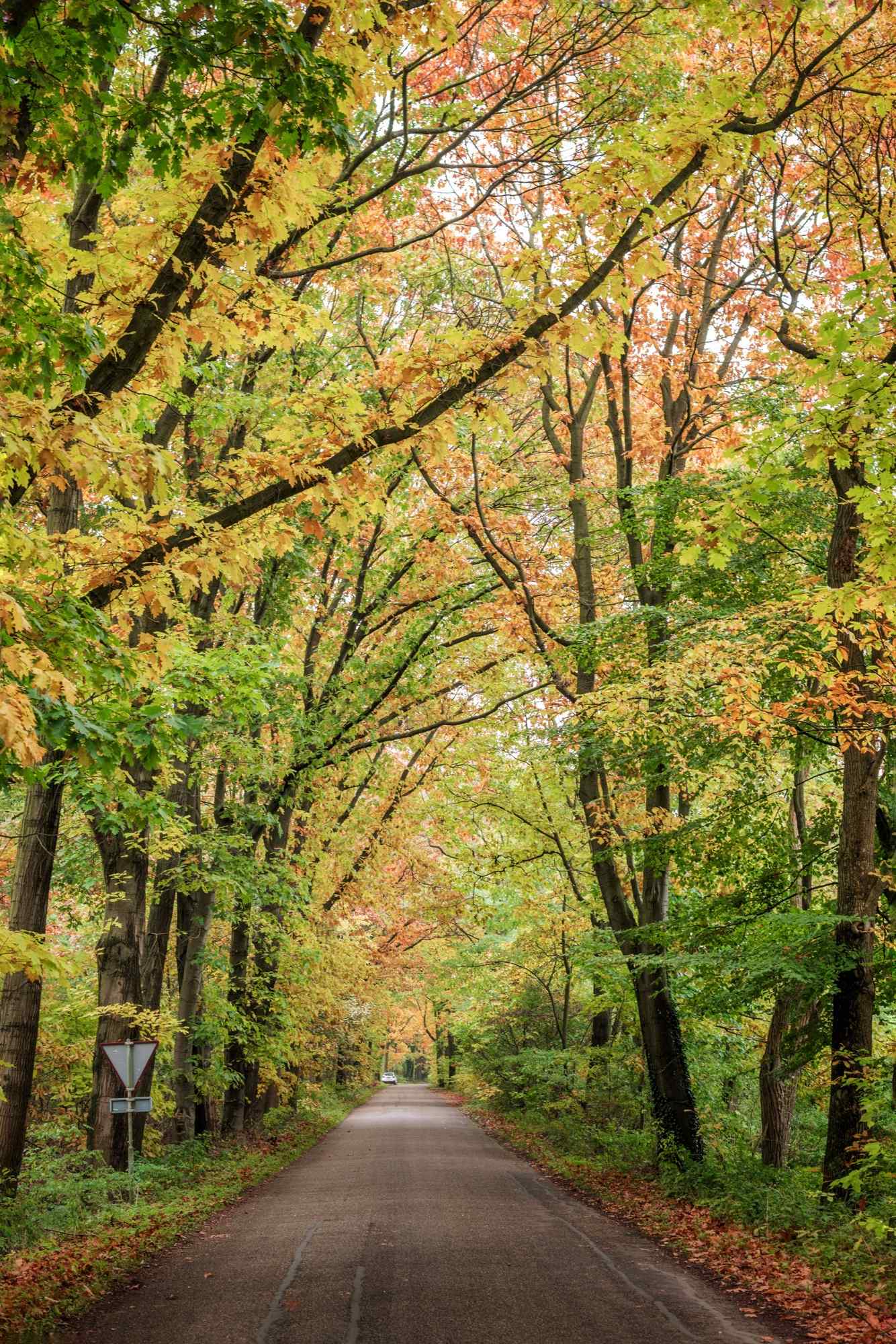 唯美的荷兰的秋天风景手机壁纸
