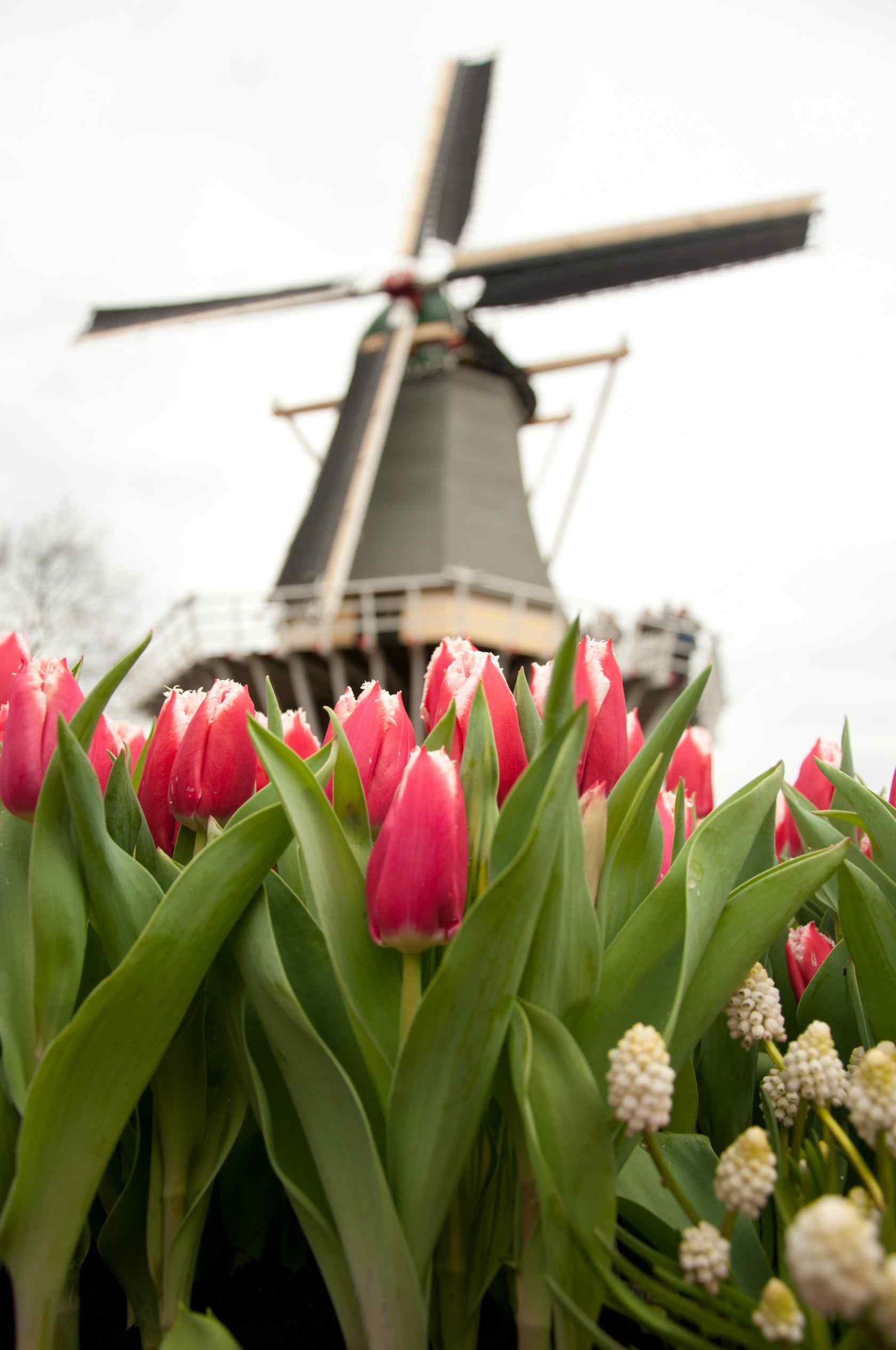 荷兰的美丽郁金香与风车手机壁纸