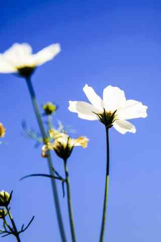 白色小花植物图片手机壁纸