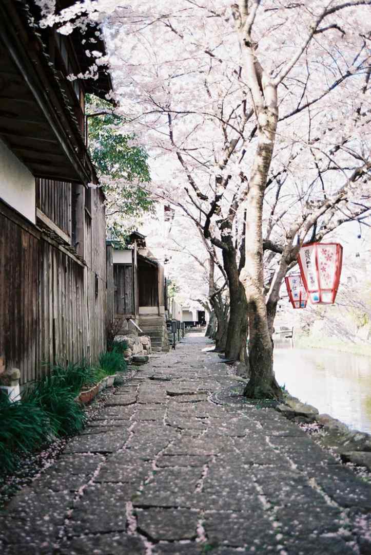 日本樱花树下传统的石板小道美得不可方物