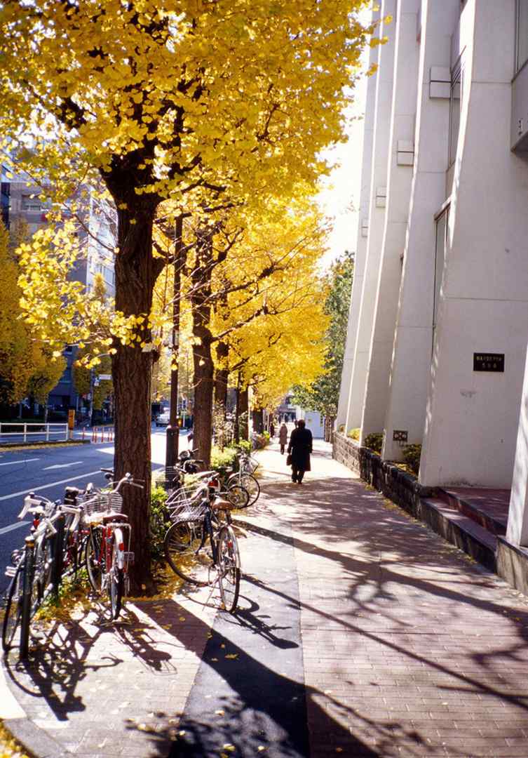 阳光下日本的银杏树街道如此唯美