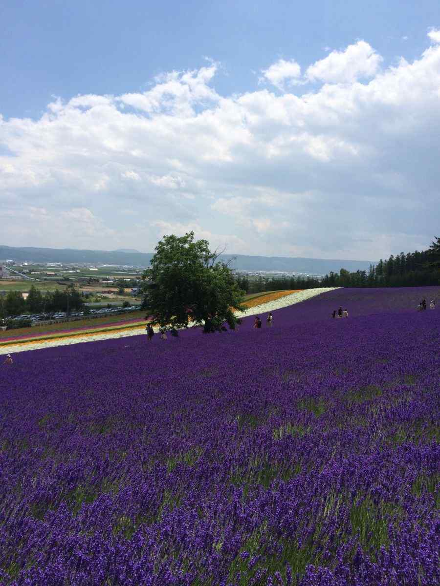 紫色农场风景图片手机壁纸