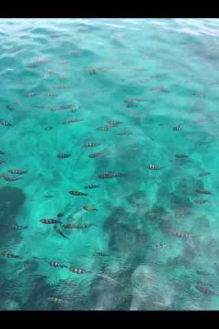 普吉岛海洋鱼类图片手机壁纸
