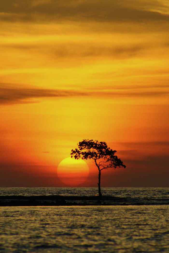 美丽的树下夕阳风景图片