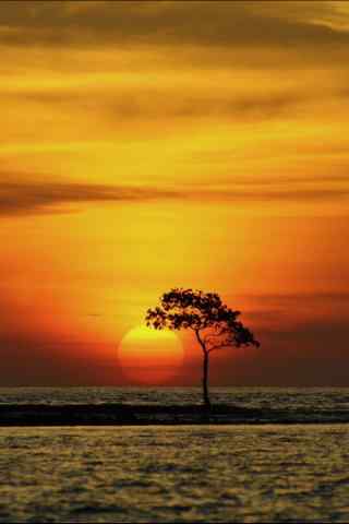 美丽的树下夕阳风