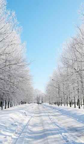 唯美树林里的雪景图片高清手机壁纸