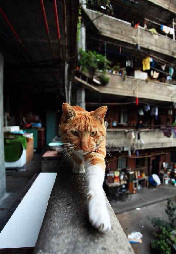 上海老房子可爱猫咪图片手机壁纸