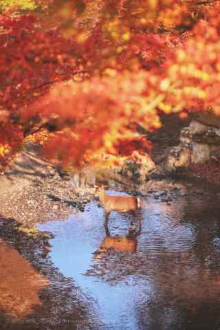 秋季红色山林唯美风景图片手机壁纸