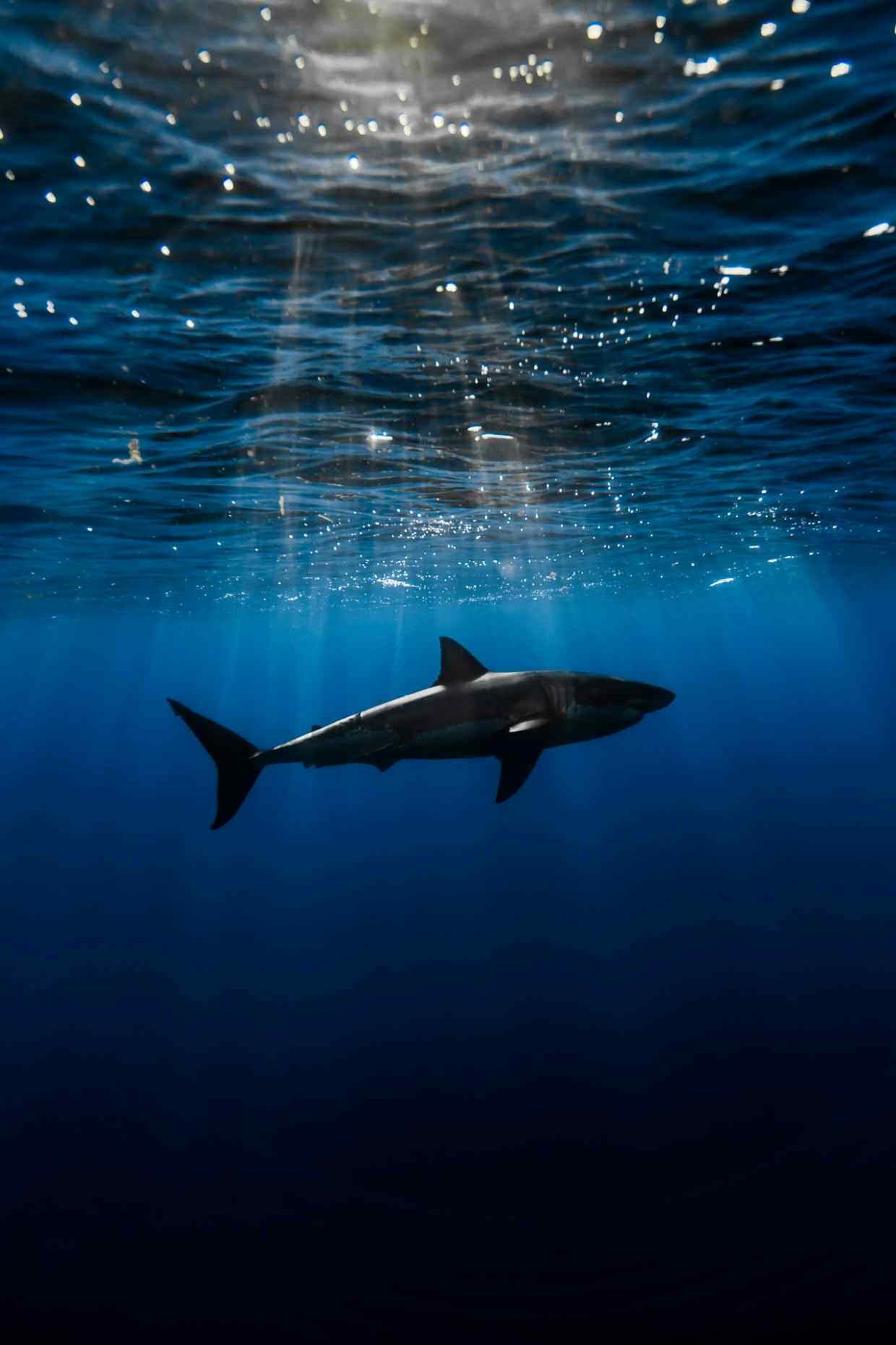 海底鲨鱼与曙光风景手机壁纸