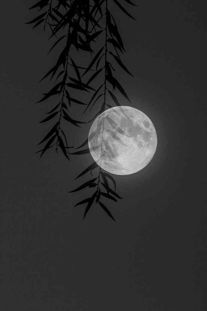 月光下的树影图片手机壁纸