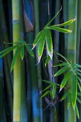 翠绿竹林风景手机壁纸