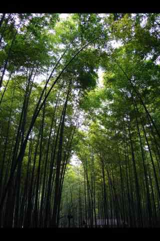竹林风景摄影手机壁纸