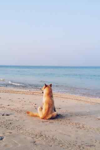 小狗坐在沙滩上看海手机壁纸