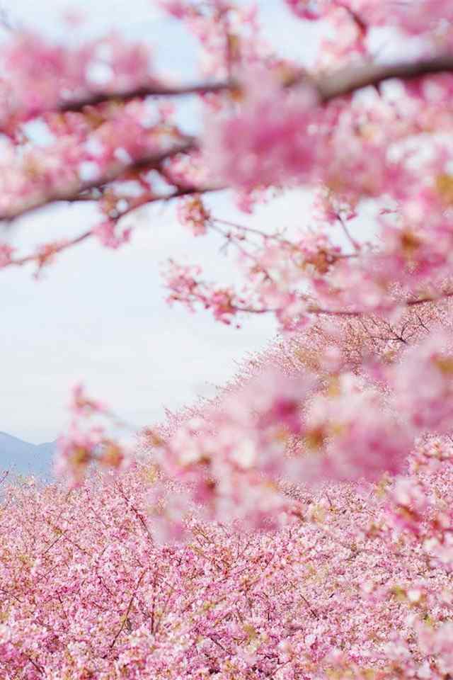 唯美粉色桃花林手机壁纸
