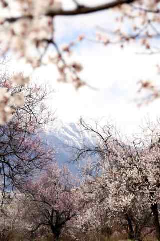 雪山脚下的桃花林