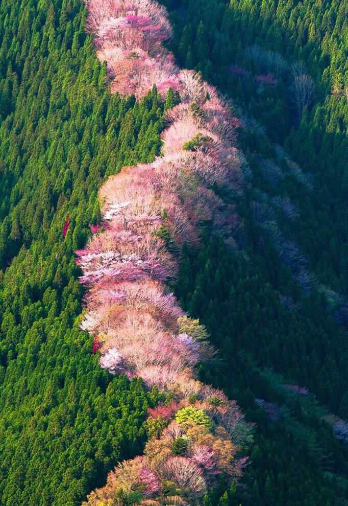 奈良山上的樱花林手机壁纸