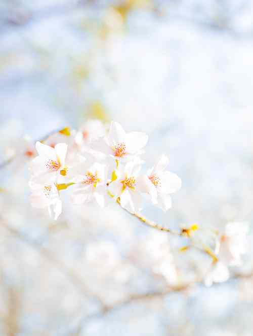 唯美白色樱花林手机壁纸