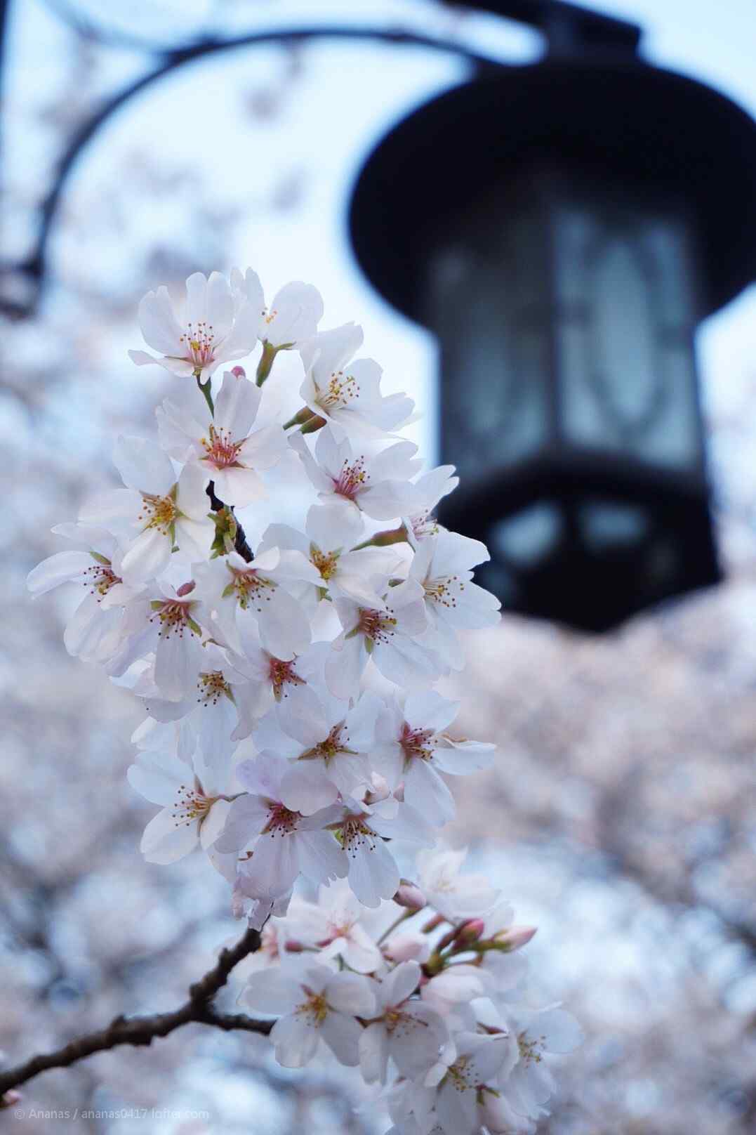 日本唯美樱花林手机壁纸