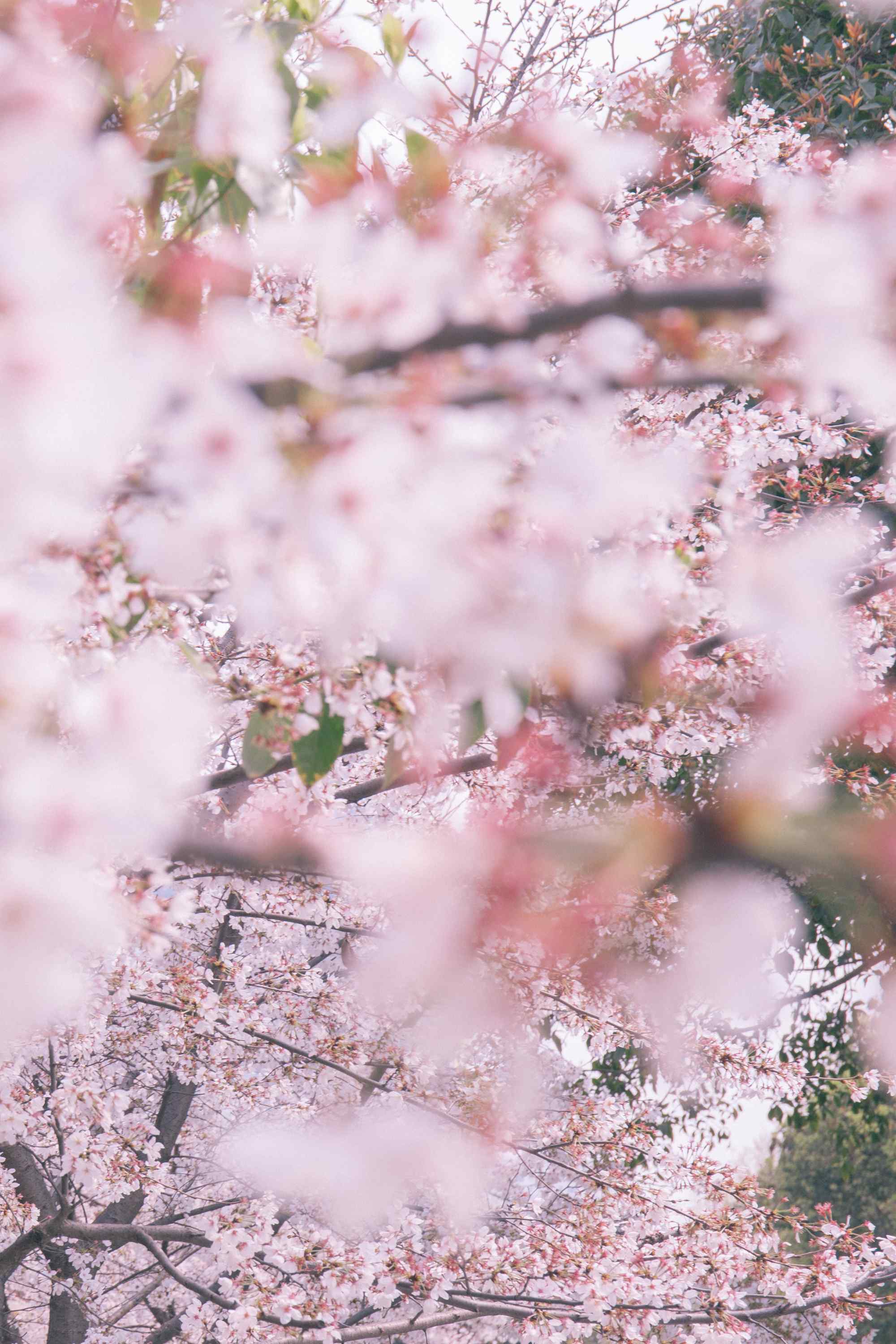 武汉大学粉色樱花林手机壁纸