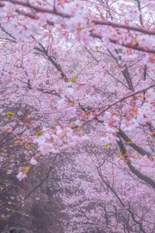 武大唯美粉色樱花林手机壁纸