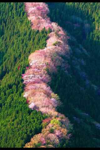 奈良山上的樱花林手机壁纸