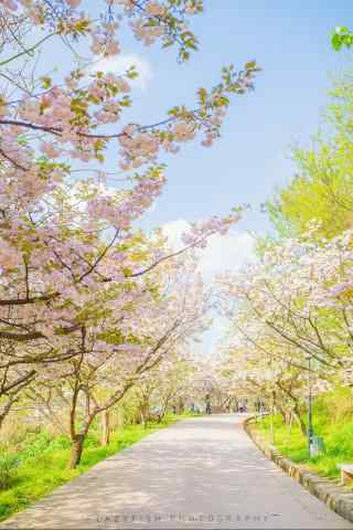 粉色樱花林与绿色草坪手机壁纸