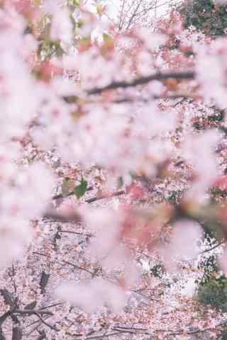 武汉大学粉色樱花林手机壁纸