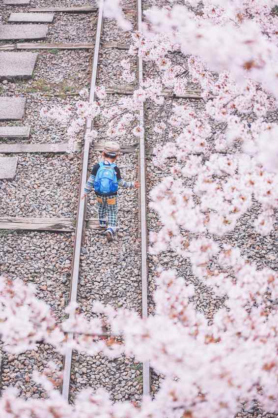 樱花树下唯美的铁路风景手机壁纸