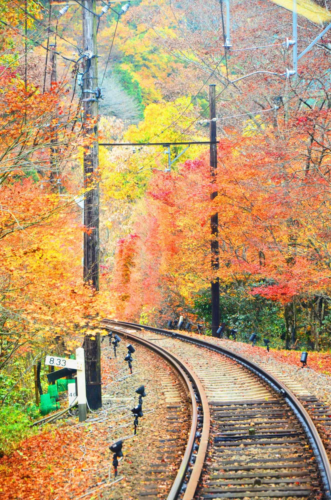 秋日落叶铺满电车轨道桌面壁纸
