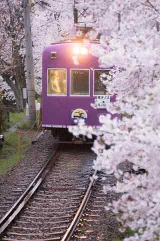 电车穿越过樱花林