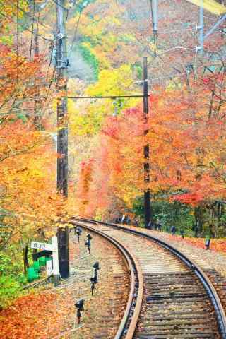 秋日落叶铺满电车