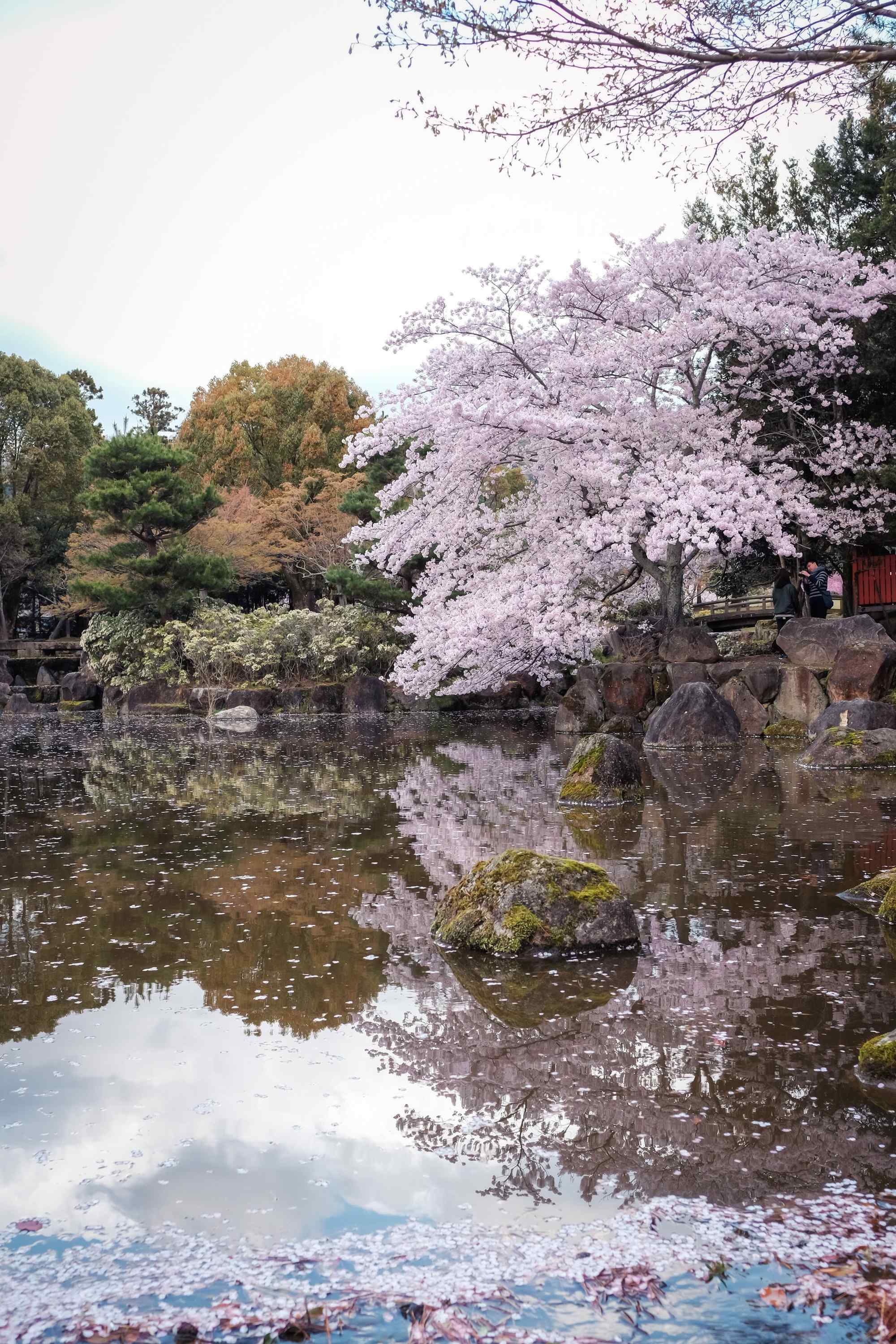 奈良最美雨后樱花水中倒影手机壁纸