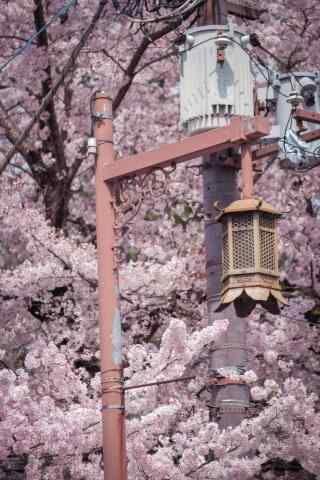 奈良超美推荐樱花手机桌面壁纸