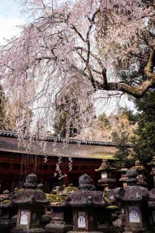 奈良唯美樱花之行手机壁纸