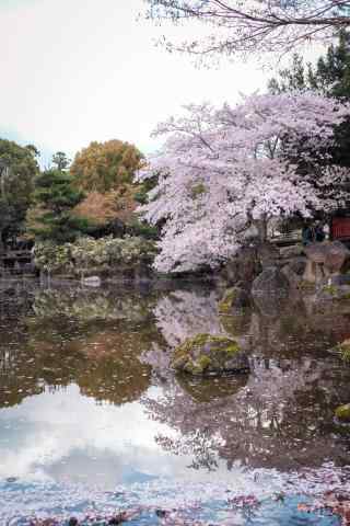 奈良最美雨后樱花水中倒影手机壁纸