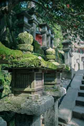 奈良古景奈良公园绿色护眼壁纸