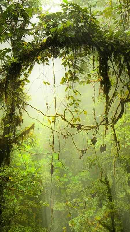 清新唯美森林风景高清手机壁纸